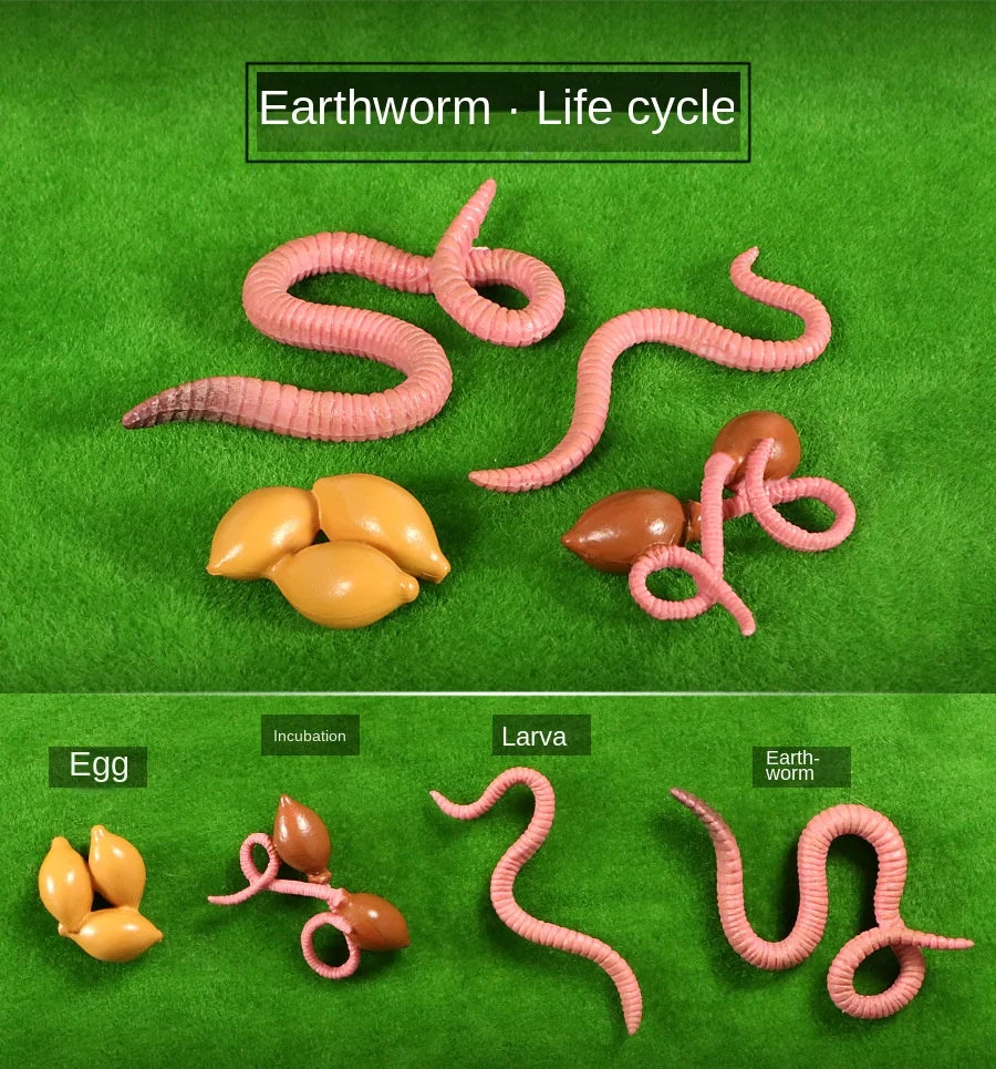 Biológiai Modell Életciklus
