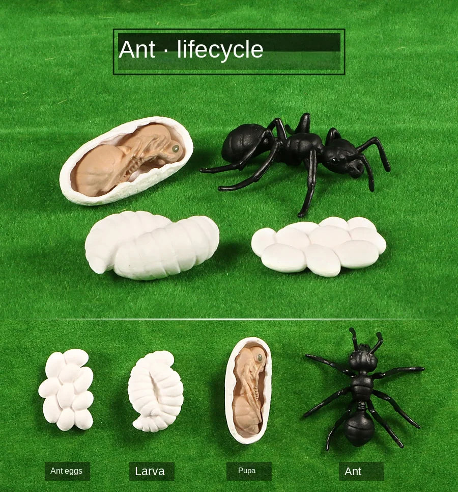 Biológiai Modell Életciklus