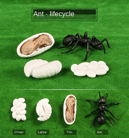 Biológiai Modell Életciklus