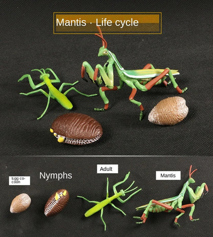 Biológiai Modell Életciklus