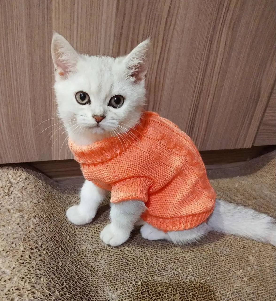 Kutyapulóver WangMeow Meleg