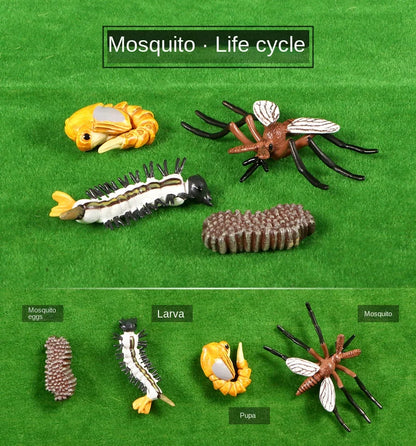 Biológiai Modell Életciklus