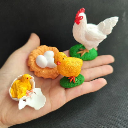 Biológiai Modell Életciklus